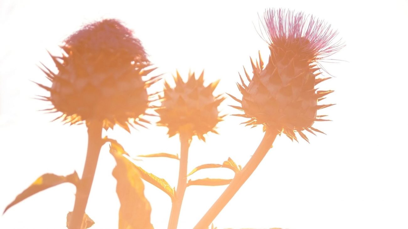 what are cardoons