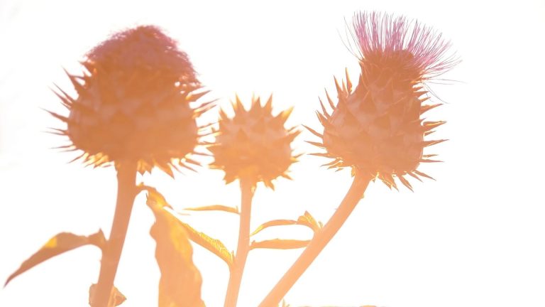 what are cardoons